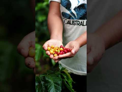 Manos recogiendo cerezas de café en Finca El Paltal
